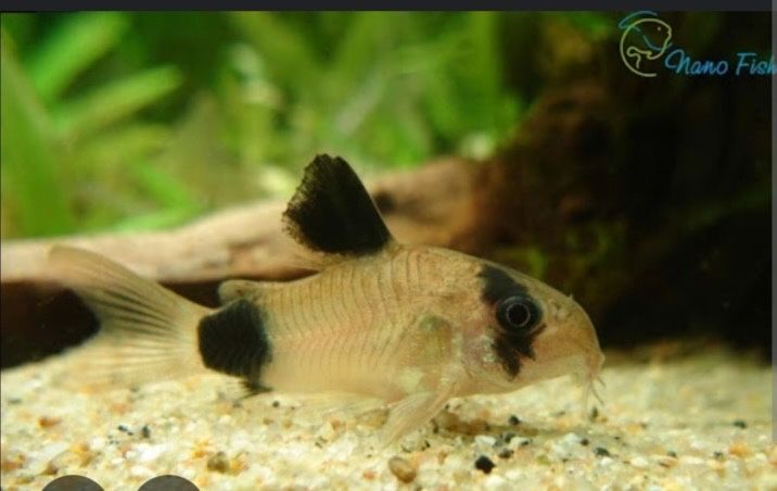 продам аквариумных рыбок