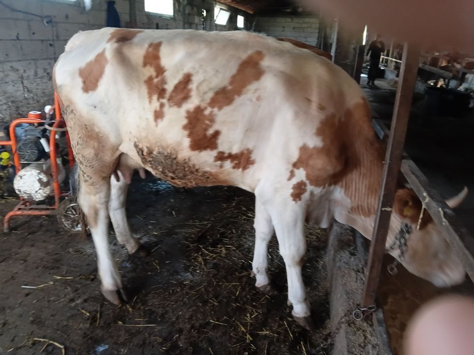 Va vaca cu lapte