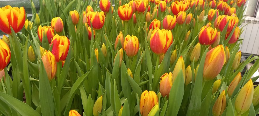 Тюльпаны на Восточке!