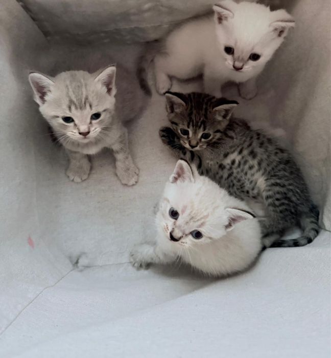 Отдам бесплатно котят с породистыми корнями