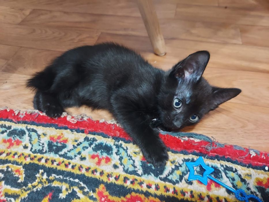 Отдам котят 2 месяца