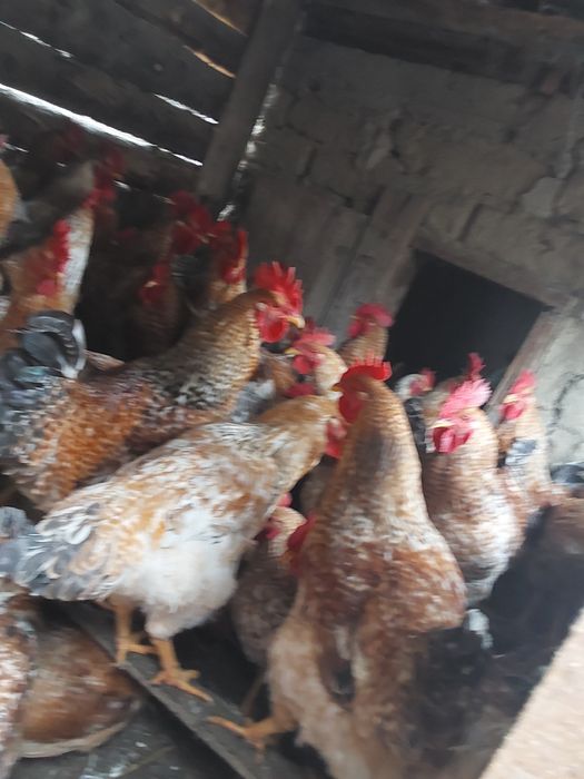 Cocoși de vanzare-Suraia