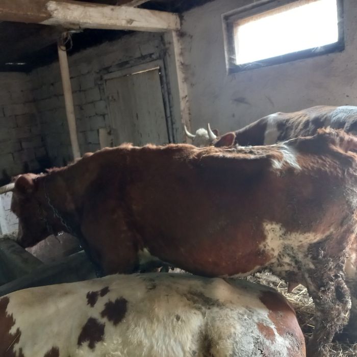 Vaca cu vitel de vanzare