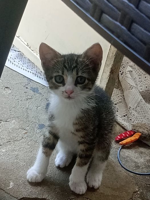 Donez pisicuță de 2 luni
