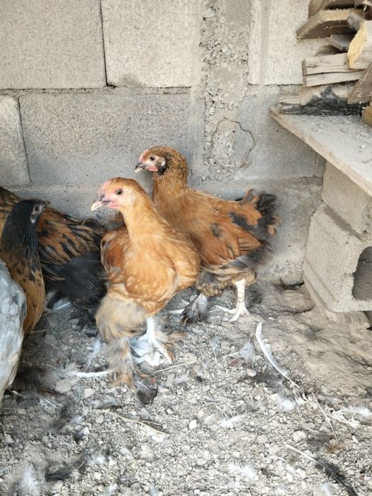 Балапан    балапан