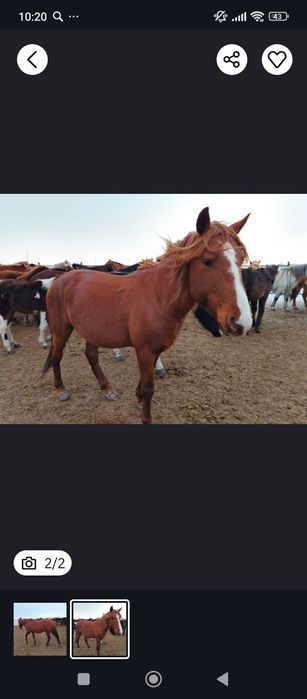 Продам жеребчика