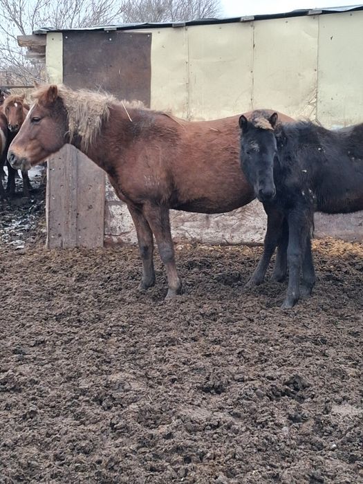 Продам кобылу жеребую с жеребенком