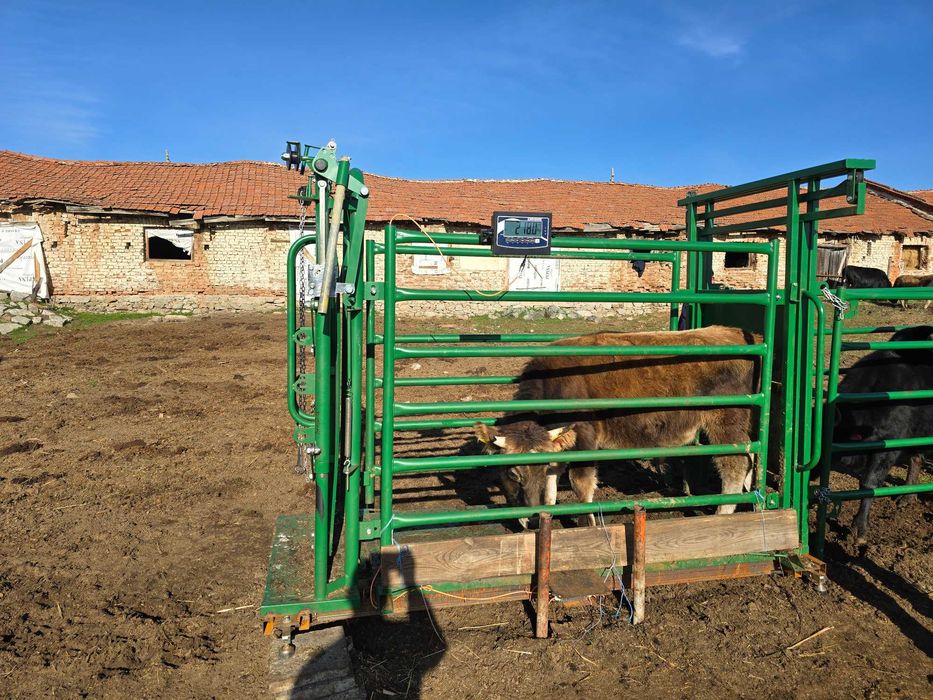 Телета мъжки за клане