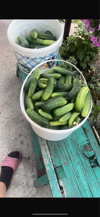 Продам огурцы для засолки и салата