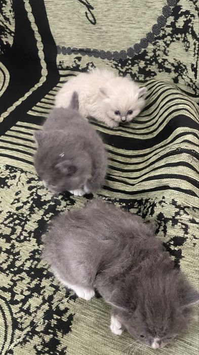 Отдам котят в добрые руки!!!