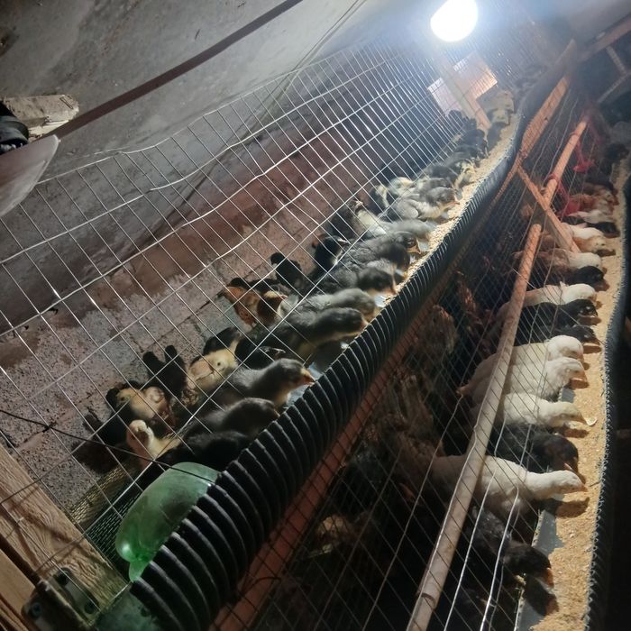 Жужалар сотилади