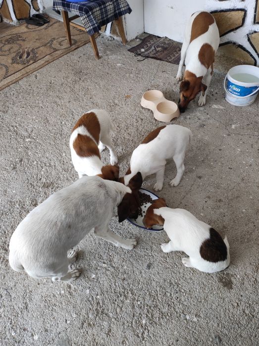 Гладкокосмест фокстериер