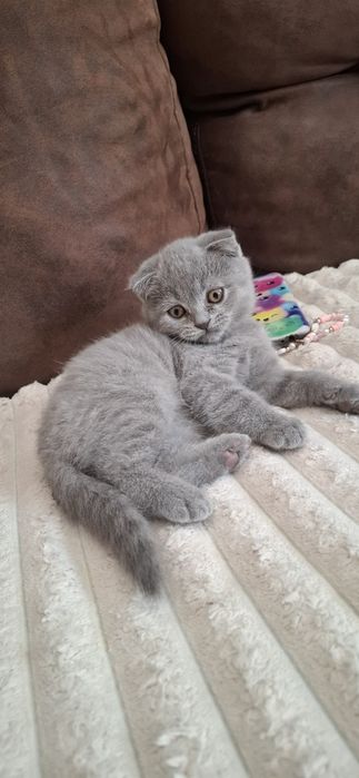 Pusicii Scttish Fold