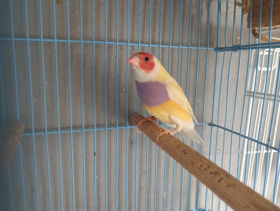 Guold amandine și pui îs caută un alt domiciliu