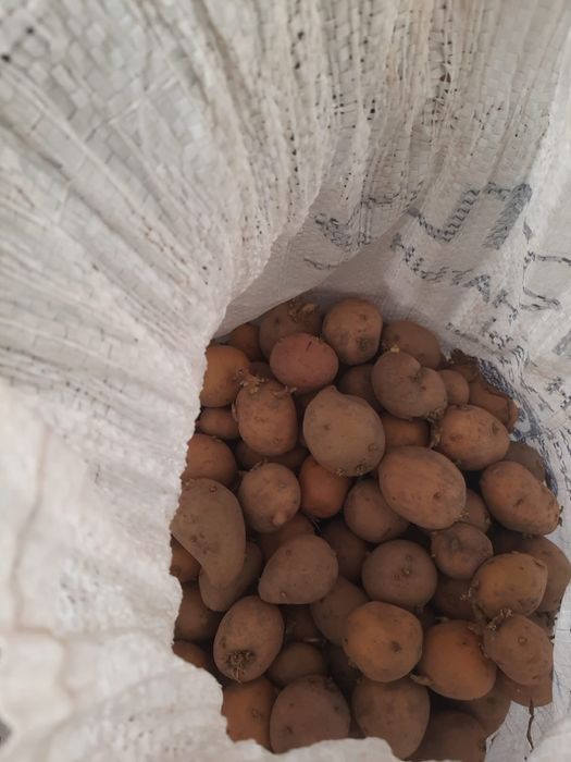 Продам семенную картошку