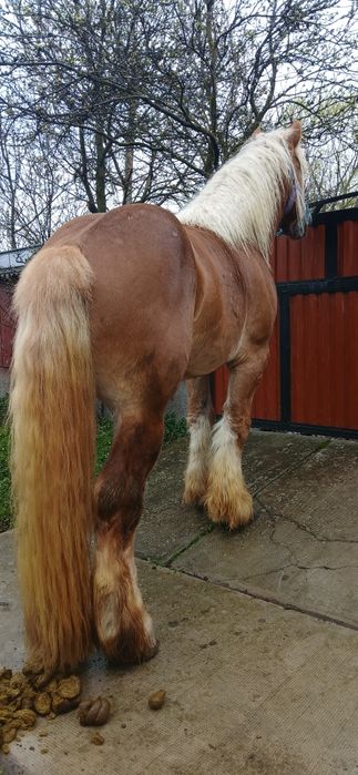 Armasar blând 4 ani