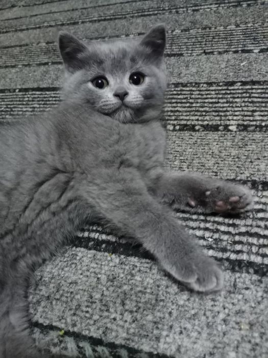 Продаются котята