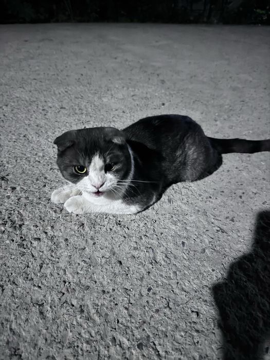 Скоттиш фолд,ранги ок кора,сухой коримам любой овкат йиди