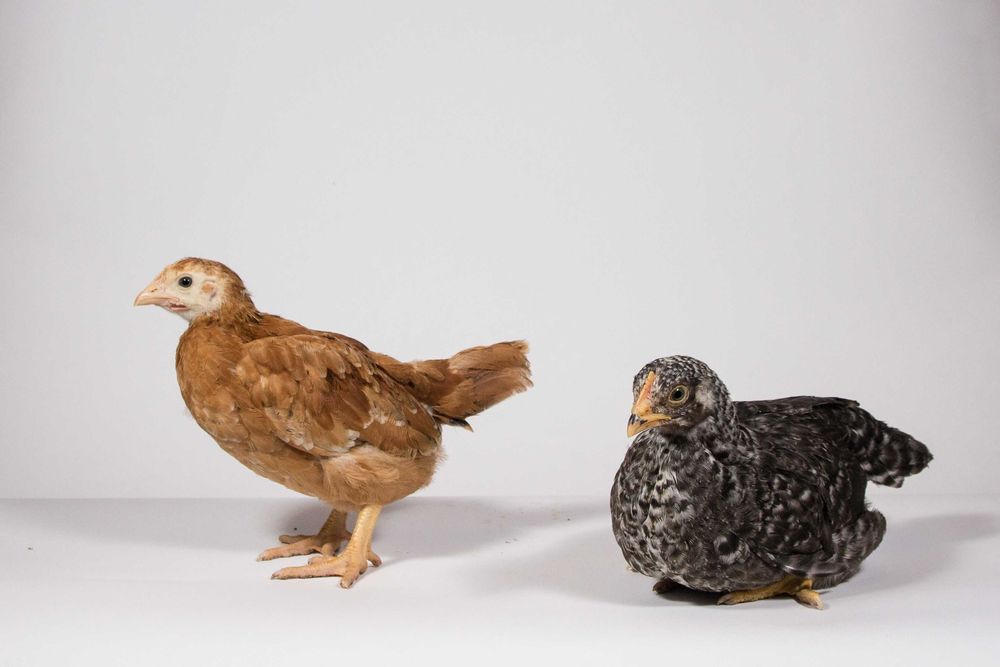 Pui rasă mixtă 16 zile – livrare en-gros direct din fermă săptămânală