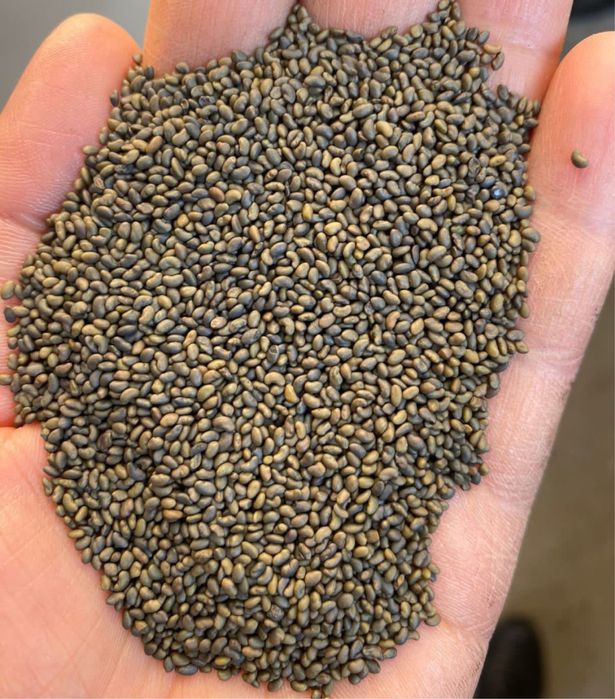 Жонышқа джеа