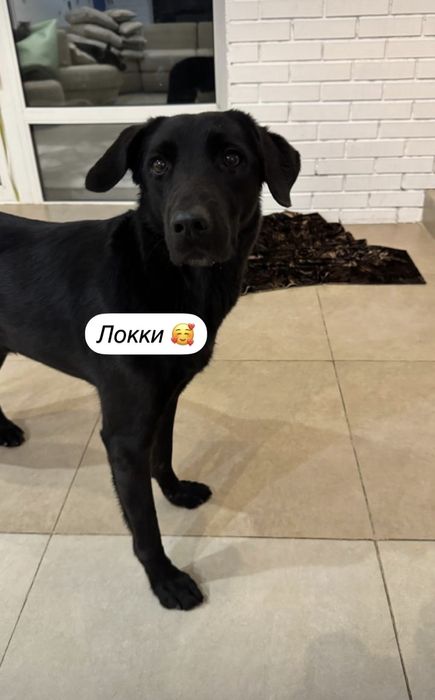 Зоогостиница - передержка для животных