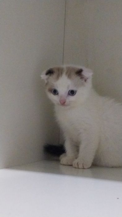 Шотланские весоухие