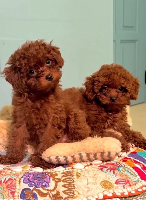 Той Пудел - Родословие