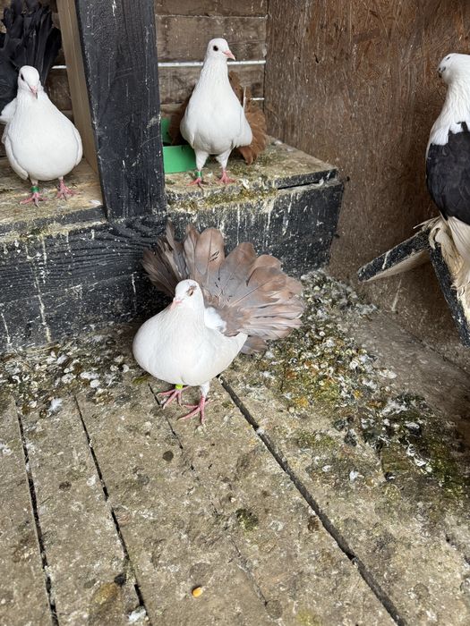 Vand Porumbei voltati