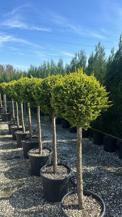 Evropa ignabargli va manzarali darahtlari