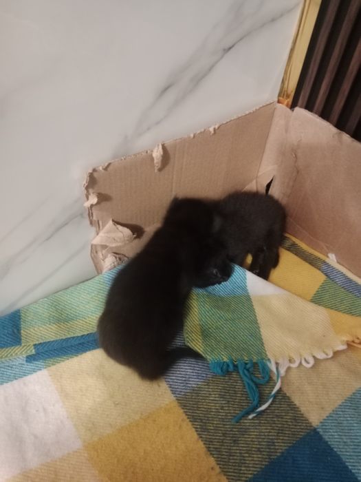 Кошка девочки 1 месец