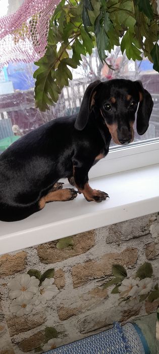 Такса.карликовая