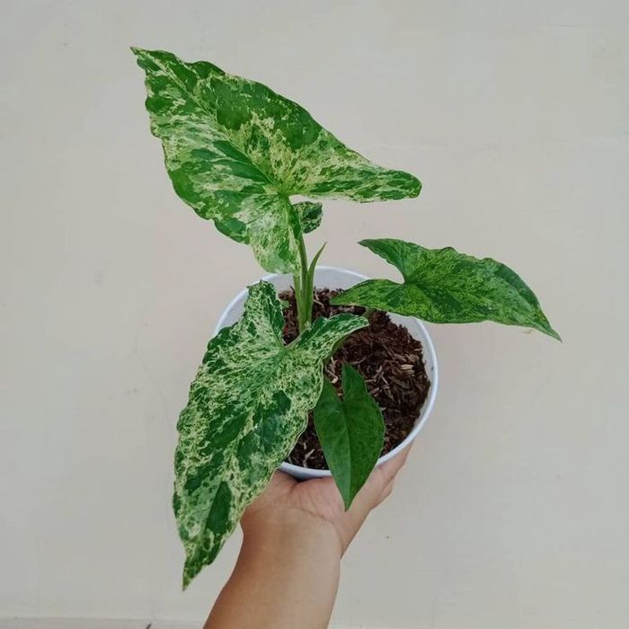 Сингониумы сортовые продам