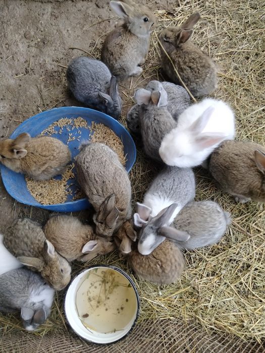 Продаются кролики