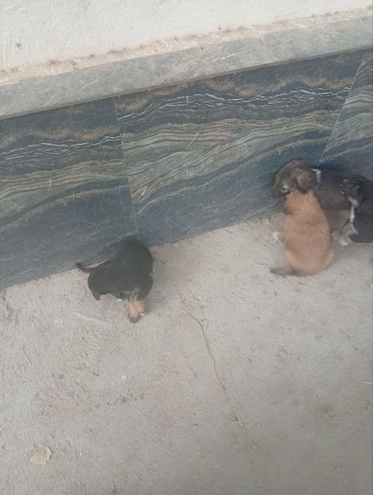 Kuchuk bolasi, 1 oylik, ovqat yeydi.