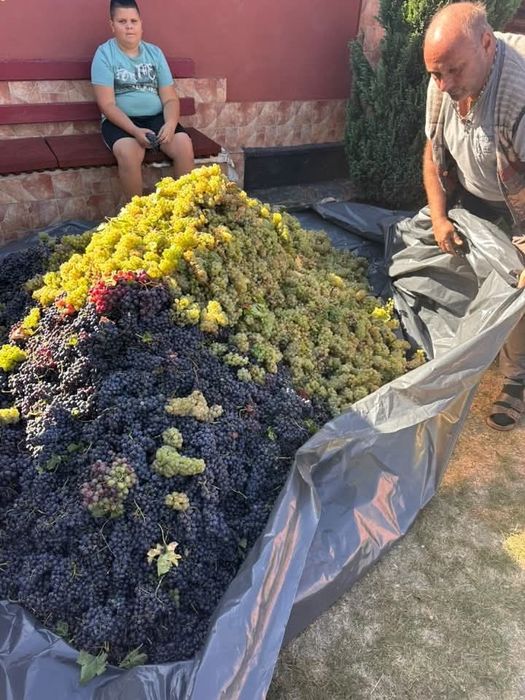 Vand struguri de vin