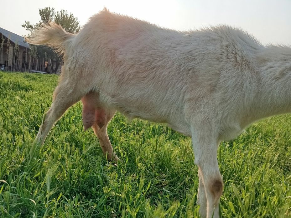 Ona bola echki sotiladi