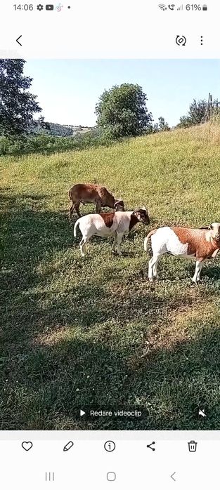 Vând  2 berbeci de camerun și o oaie