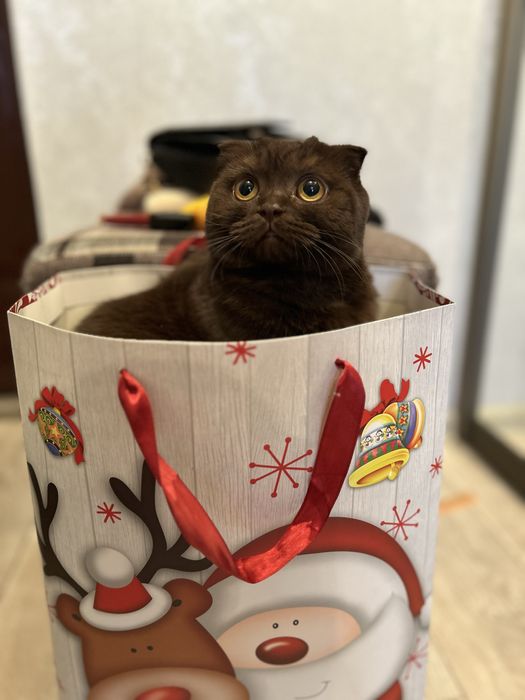 Срочно ищем кота для вязки