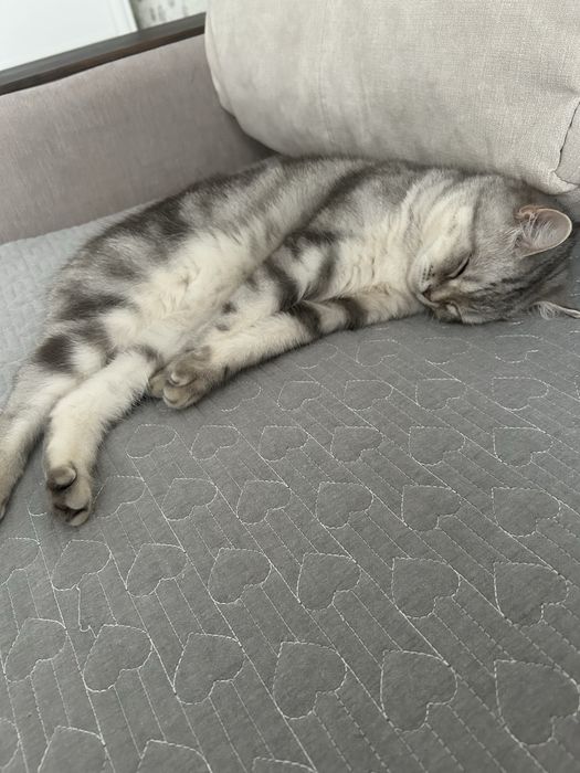 шотландская кошка
