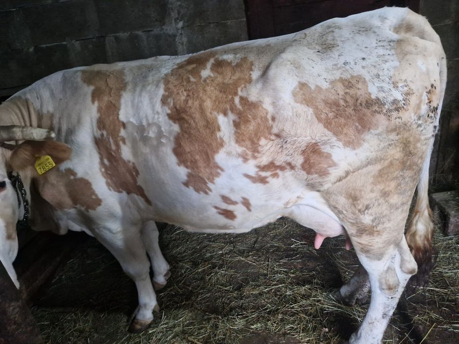 Vaca cu vitea de o saptamana