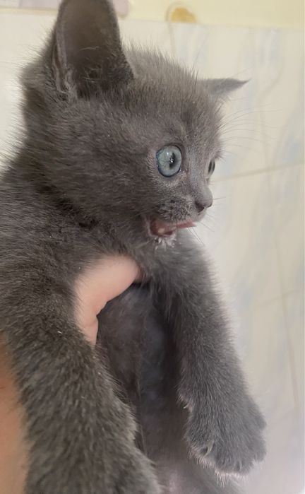 Котята британские