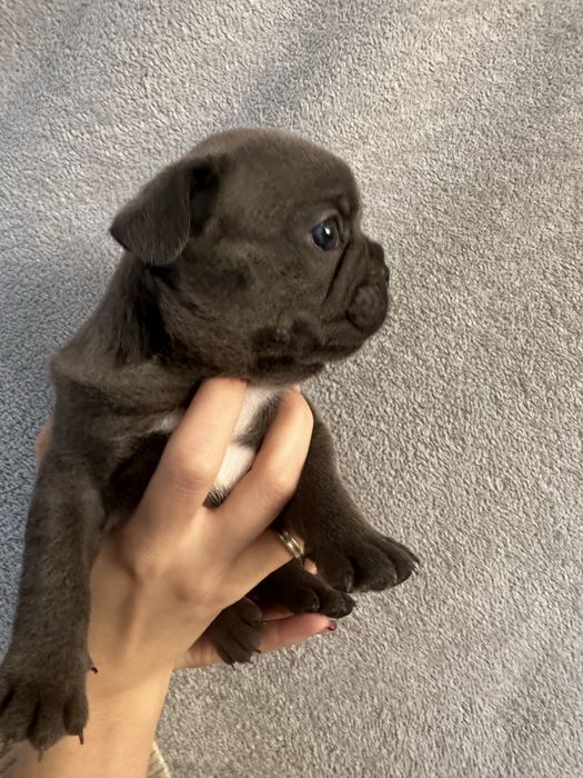 Щенки французского бульдога