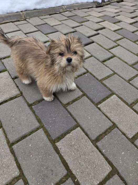 Catelusa  Shih Tzu de vanzare