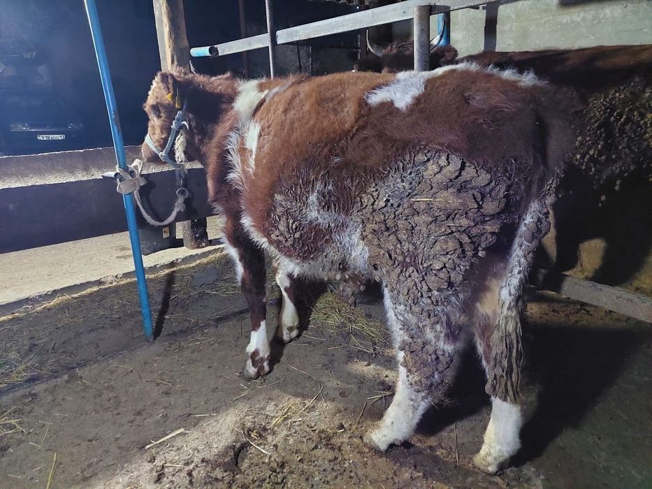 Буха бык бордахы