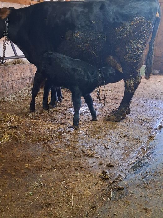 Vând vaca cu vitel de 2 săptămâni