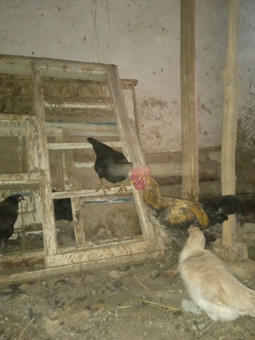 Xonaki,jaydari tovuqlar sotiladi. 7 ta 2ta xuroz 5 ta makiyon