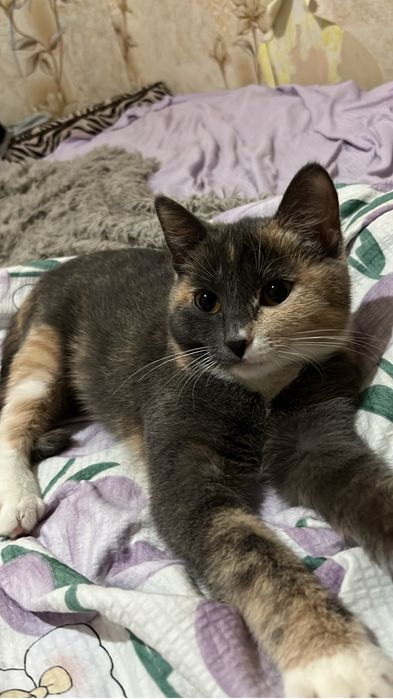 Отдам в добрые руки