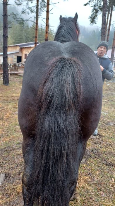 Nicu, mânz de vânzare