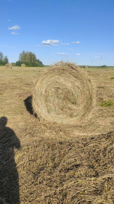 Сено луговое в тюках