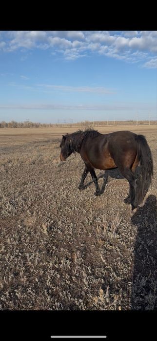 Биелер сатам.Продаю кобыл лошадей